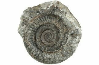 Ammonite (Dactylioceras) Fossil - England #223859