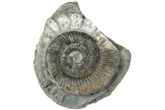 Ammonite (Dactylioceras) Fossil - England #223861