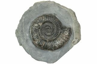 Ammonite (Dactylioceras) Fossil - England #223862
