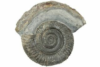 Ammonite (Dactylioceras) Fossil - England #223874