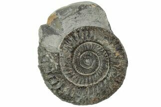 Ammonite (Dactylioceras) Fossil - England #223877