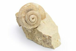 Ordovician Gastropod (Trochonema) Fossil - Wisconsin #224307