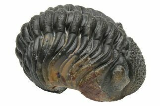 Wide, Curled Morocops Trilobite - Morocco #224064