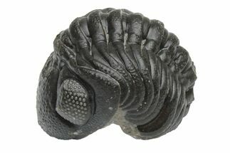 Wide, Enrolled Austerops Trilobite - Morocco #224096