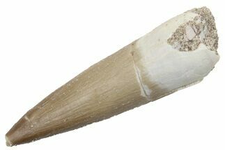 Fossil Plesiosaur (Zarafasaura) Tooth - Morocco #224426