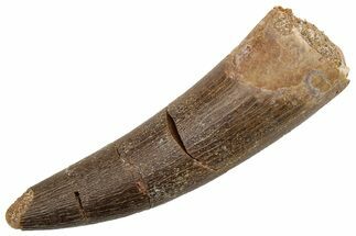 Fossil Plesiosaur (Zarafasaura) Tooth - Morocco #224435