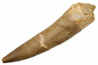 Fossil Plesiosaur (Zarafasaura) Tooth - Morocco #224437