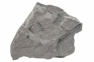 Pennsylvanian Fossil Fern (Neuropteris) Plate - Kentucky #224627
