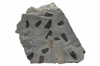 Pennsylvanian Fossil Fern (Neuropteris) Plate - Kentucky #224629