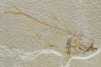 Fossil Fish (Diplomystus) - Green River Formation #224659