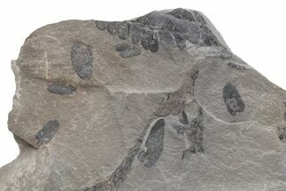Pennsylvanian Fossil Fern (Neuropteris) Plate - Kentucky #224643