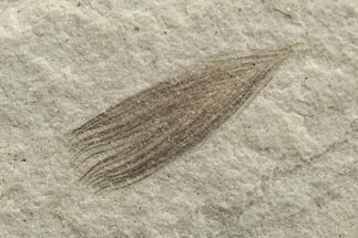 Fossil Feather - Green River Formation, Utah #224585
