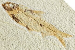 Fossil Fish (Knightia) - Wyoming #224491