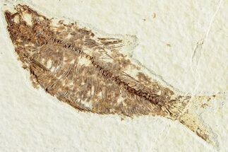 Fossil Fish (Knightia) - Wyoming #224527
