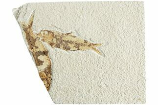 Fossil Fish (Knightia) - Green River Formation #224556
