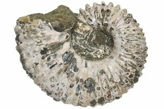 Bumpy Ammonite (Douvilleiceras) Fossil - Madagascar #224612