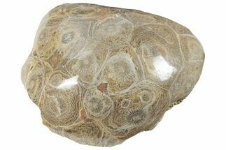 Polished Fossil Coral (Actinocyathus) From Morocco - / to #225009