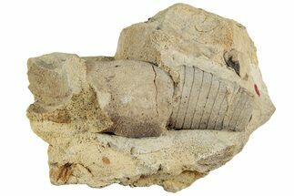 Ordovician Oncoceratid (Beloitoceras) Fossil - Wisconsin #224845