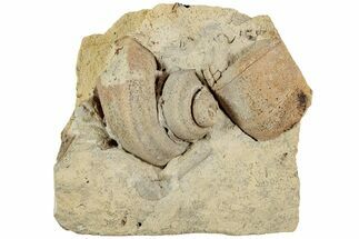 Ordovician Gastropod & Oncoceratid Fossils - Wisconsin #224848