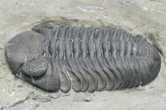 Prone Eldredgeops Trilobite Fossil - New York #224914