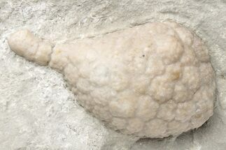 Silurian Cystoid (Holocystites) Fossil - Napoleon, Indiana #224916
