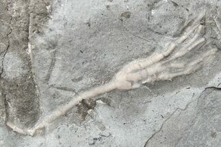Ordovician Fossil Crinoid (Cupulocrinus) - Ontario #224919