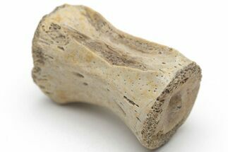 Fossil Dinosaur Caudal Vertebra - Hell Creek #220671