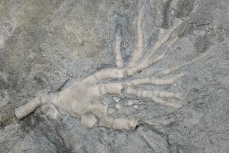 Ordovician Fossil Crinoid (Cupulocrinus) - Ontario #224905