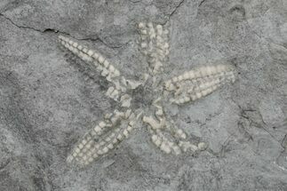 Ordovician Fossil Brittle Star (Stenaster) - Ontario #224908