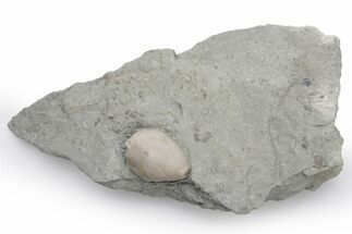 Silurian Cystoid (Caryocrinites) Fossil - Napoleon, Indiana #224942