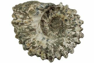 Bumpy Ammonite (Douvilleiceras) Fossil - Madagascar #224592