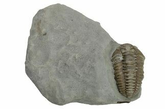 Flexicalymene Trilobite - Mt Orab, Ohio #224981
