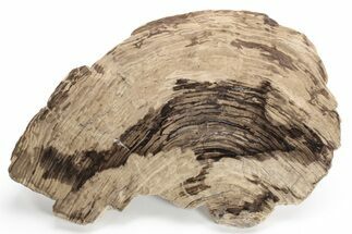 Polished Oligocene Petrified Wood (Pinus) - Australia #225050