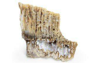 Agatized Fossil Coral - Florida #225131