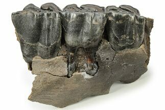 Fossil Woolly Rhino (Coelodonta) Maxilla Section - Siberia #225188