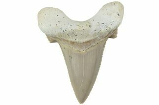 Serrated Sokolovi (Auriculatus) Shark Tooth - Dakhla, Morocco #225218