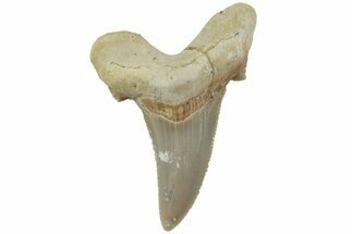 Serrated Sokolovi (Auriculatus) Shark Tooth - Dakhla, Morocco #225229