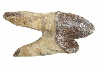 Fossil Primitive Whale (Pappocetus) Molar - Morocco #225342