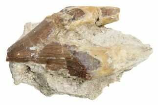 Fossil Primitive Whale (Basilosaur) Premolar Tooth - Morocco #225363