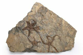 Ordovician Fossil Starfish and Brittle Star Plate - Morocco #225410