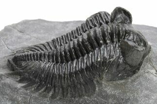 Coltraneia Trilobite Fossil - Huge Faceted Eyes #225321