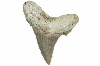 Serrated Sokolovi (Auriculatus) Shark Tooth - Dakhla, Morocco #225236