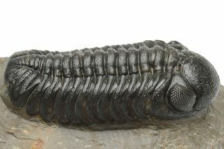 Detailed Austerops Trilobite - Top Quality Specimen #225377