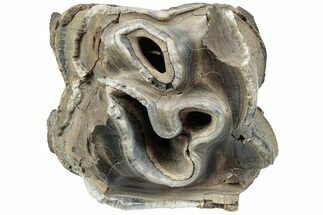 Fossil Woolly Rhino (Coelodonta) Tooth - Siberia #225183
