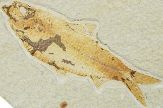 Fossil Fish (Knightia) - Green River Formation #224512