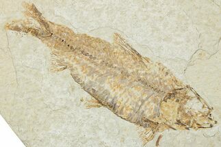 Fossil Fish (Knightia) - Green River Formation #224514
