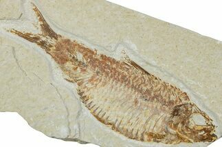 Fossil Fish (Knightia alta) - Wyoming #224524