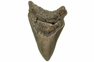 Fossil Megalodon Tooth - North Carolina #219398