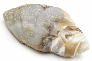 Chalcedony Replaced Gastropod With Sparkly Quartz - India #225569