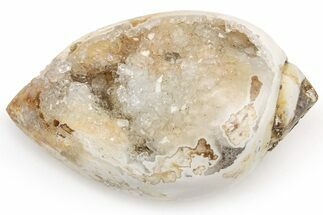 Chalcedony Replaced Gastropod With Sparkly Quartz - India #225579